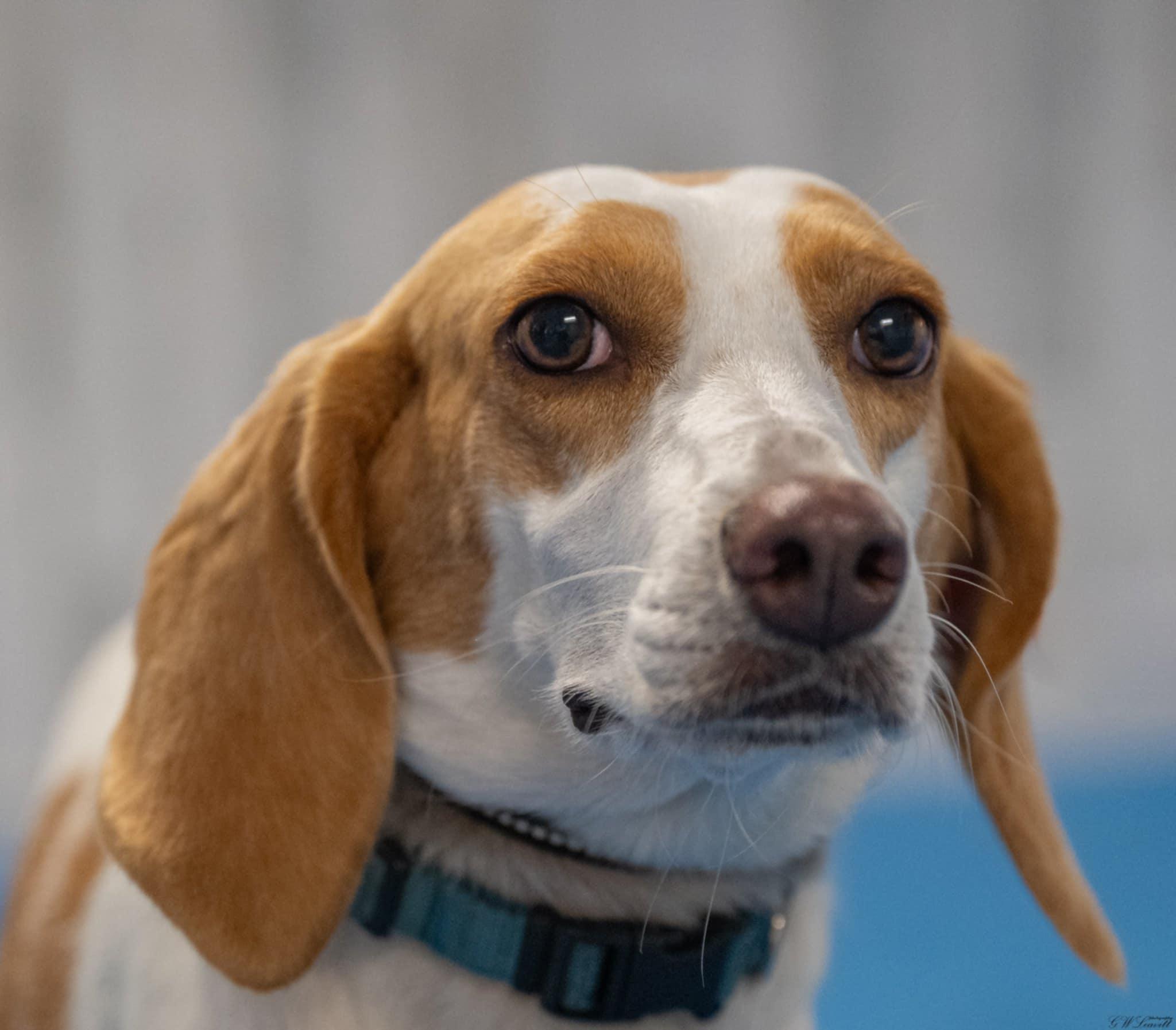Enlarge Daisy, a Adoptable Treeing Walker Coonhound in Panama City, FL image 1/6