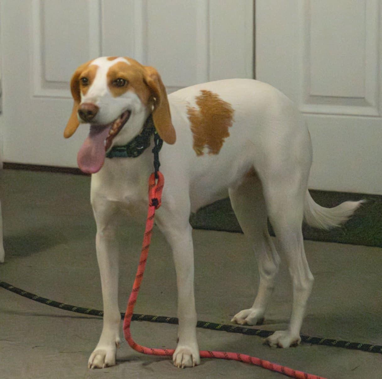 Enlarge Daisy, a Adoptable Treeing Walker Coonhound in Panama City, FL image 2/6