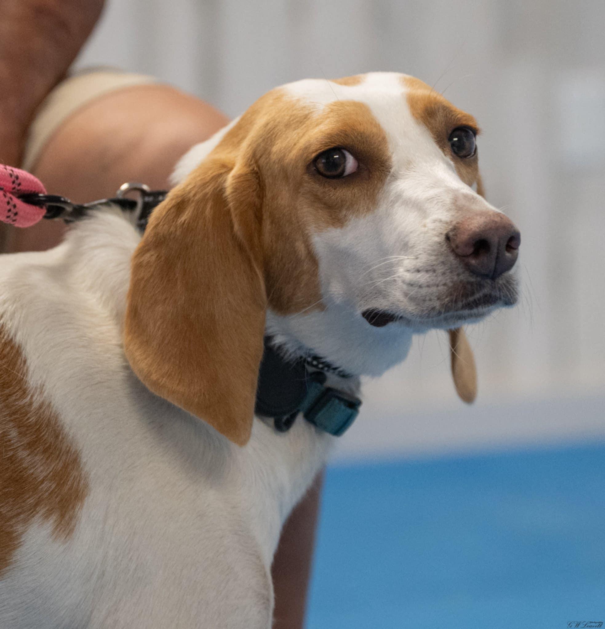 Enlarge Daisy, a Adoptable Treeing Walker Coonhound in Panama City, FL image 3/6