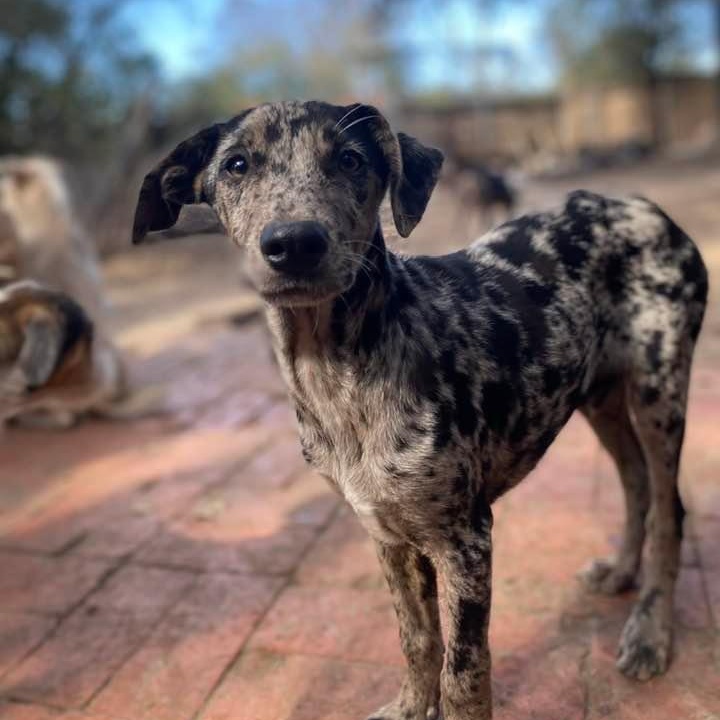 Rosco P Coltran PC