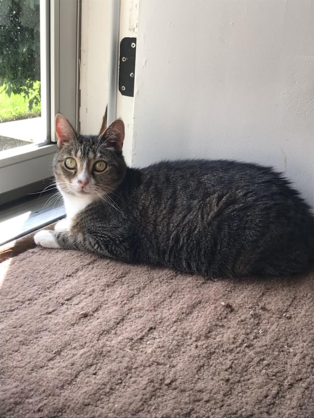 Enlarge Baby - Courtesy Listing, a Adoptable Domestic Short Hair in Rootstown, OH image 2/3