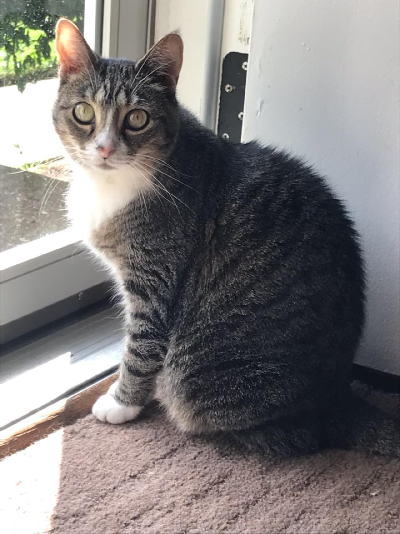 Enlarge Baby - Courtesy Listing, a Adoptable Domestic Short Hair in Rootstown, OH image 3/3