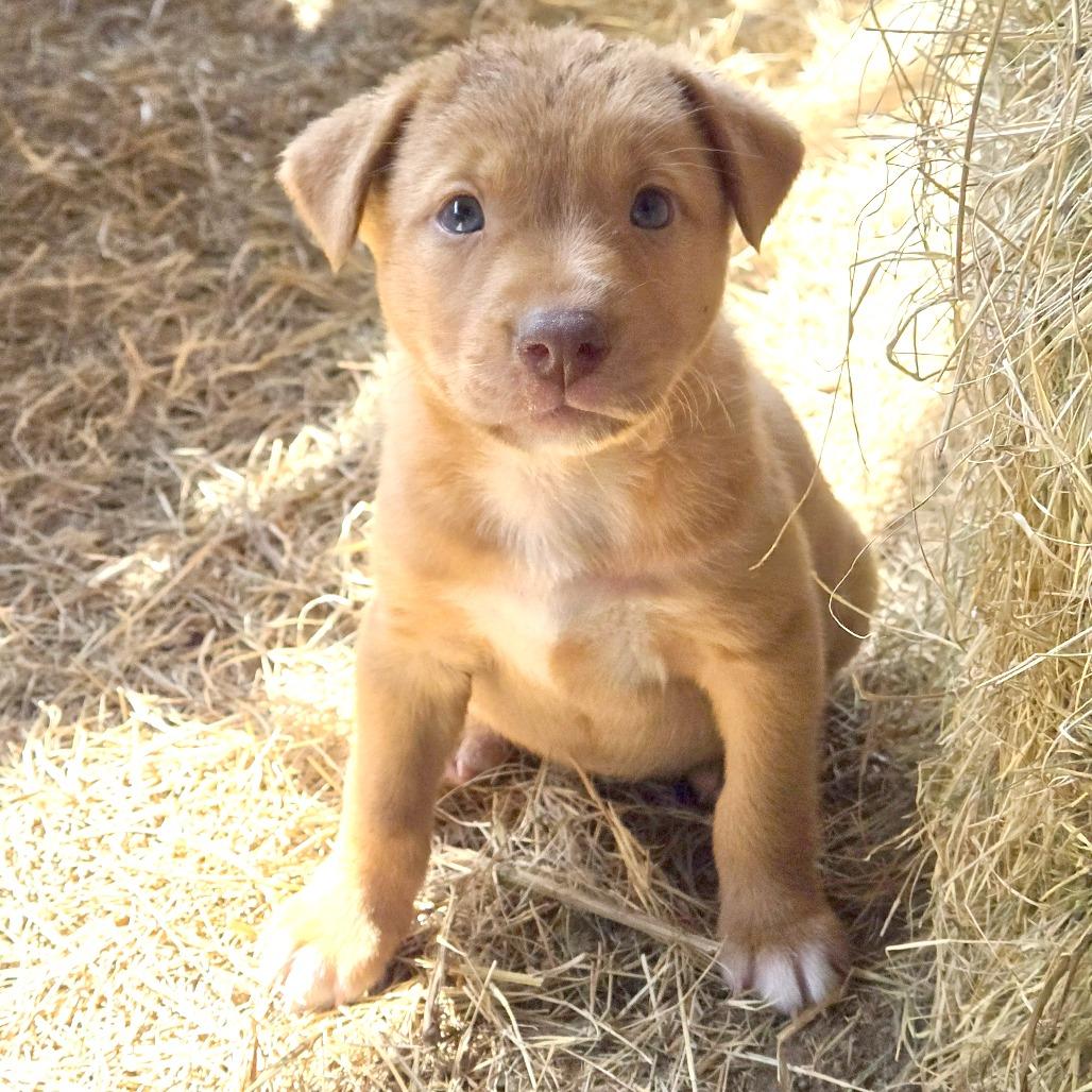 Cora, Adoptable, Puppy Female Belgian Shepherd / Sheepdog.