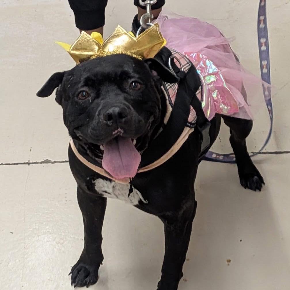 Enlarge Mama Lolly, a Adoptable Black Labrador Retriever in Grand Junction, CO image 3/5