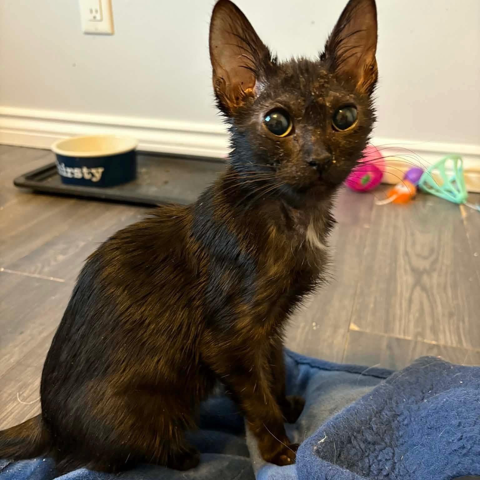 Enlarge Precious - Brave Little Heart, a ADOPTABLE Domestic Short Hair in Hamilton, ON image 2/3