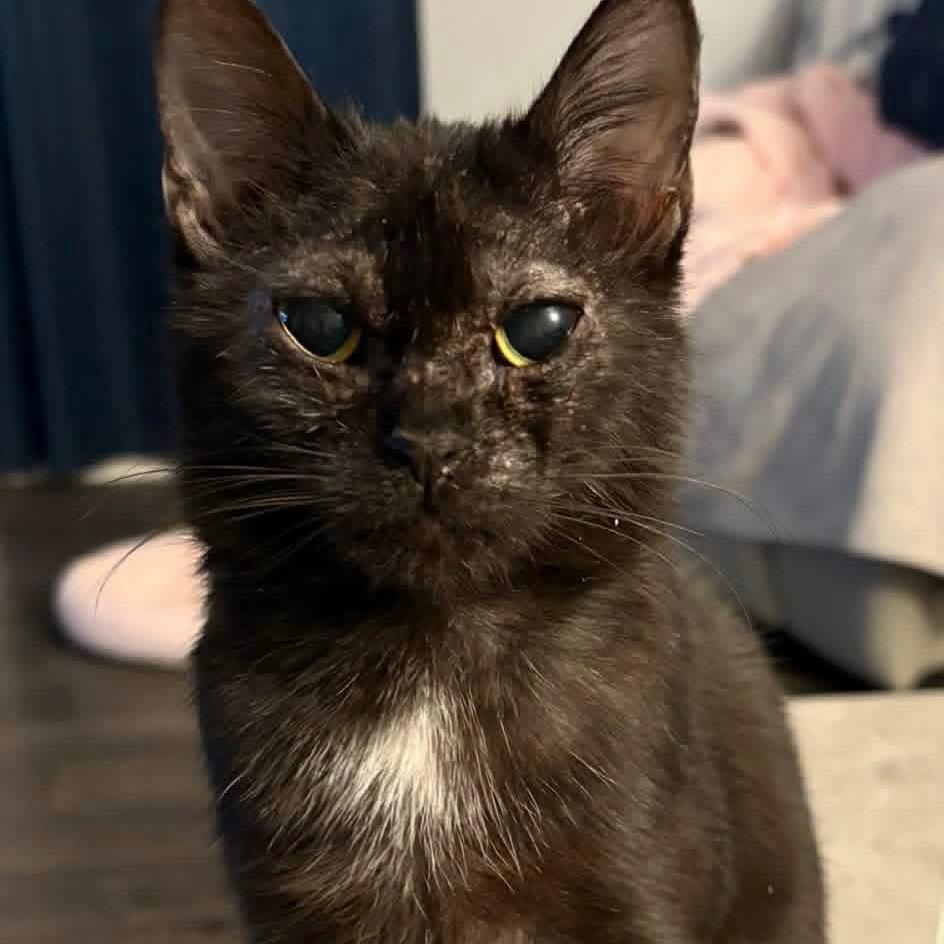 Enlarge Precious - Brave Little Heart, a ADOPTABLE Domestic Short Hair in Hamilton, ON image 1/3