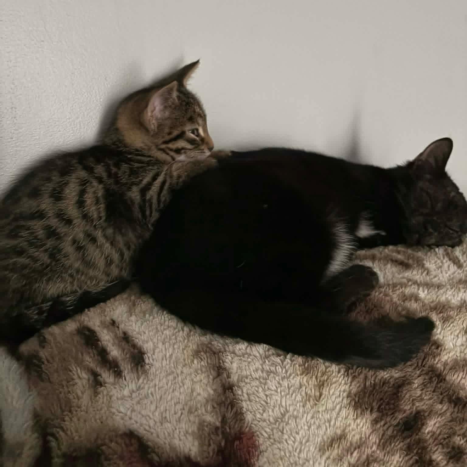 Enlarge Precious - Brave Little Heart, a ADOPTABLE Domestic Short Hair in Hamilton, ON image 3/3