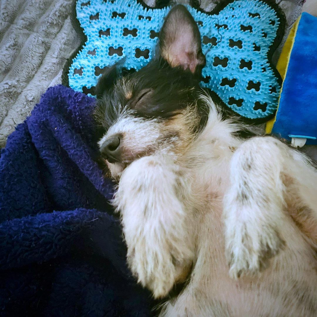 Zennia (GA), Adoptable, Puppy Female Rat Terrier & Poodle.