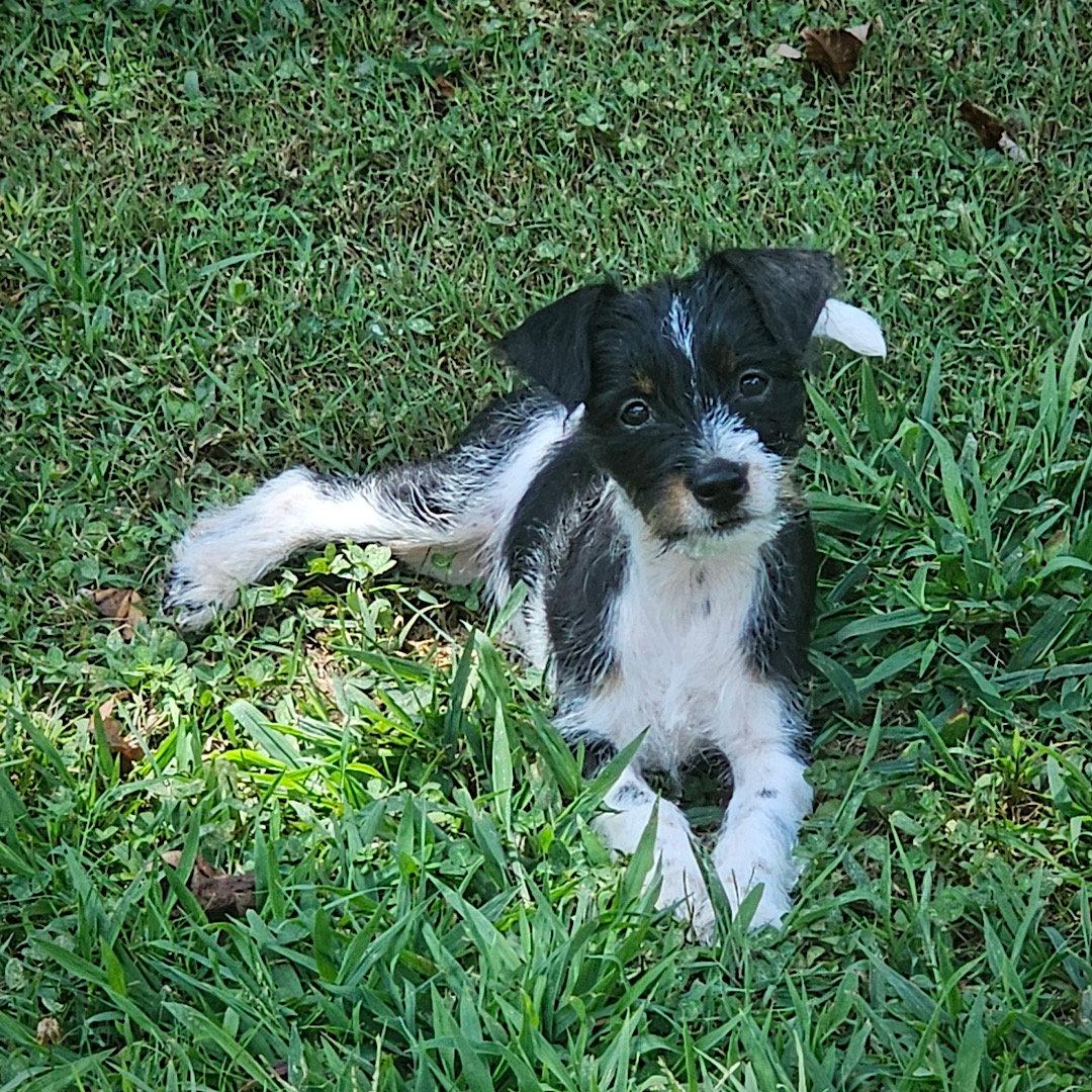 Enlarge Zennia (GA), a Adoptable mixed breed in Atlanta, GA image 3/3