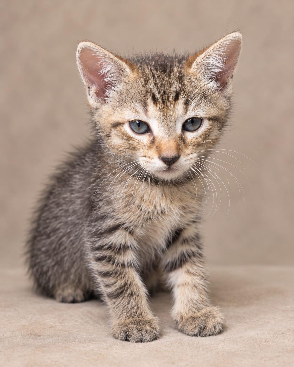 Biscotti, Adopted, Kitten Female Tabby.
