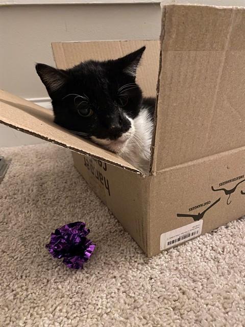 GODFATHER, Adoptable, Adult Male Domestic Short Hair.