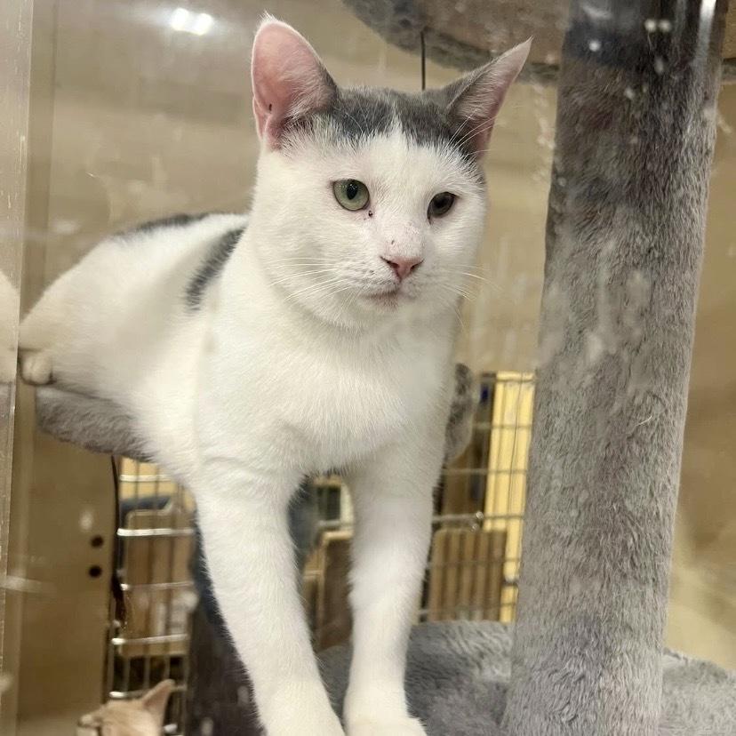 Enlarge Joey LH, a Adoptable Domestic Short Hair in Greenville, SC image 1/4