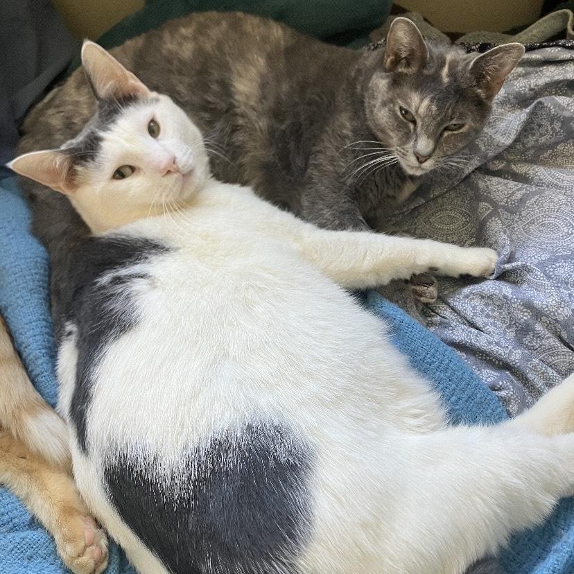 Enlarge Joey LH, a Adoptable Domestic Short Hair in Greenville, SC image 2/4