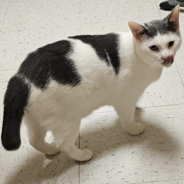 Enlarge Joey LH, a Adoptable Domestic Short Hair in Greenville, SC image 3/4