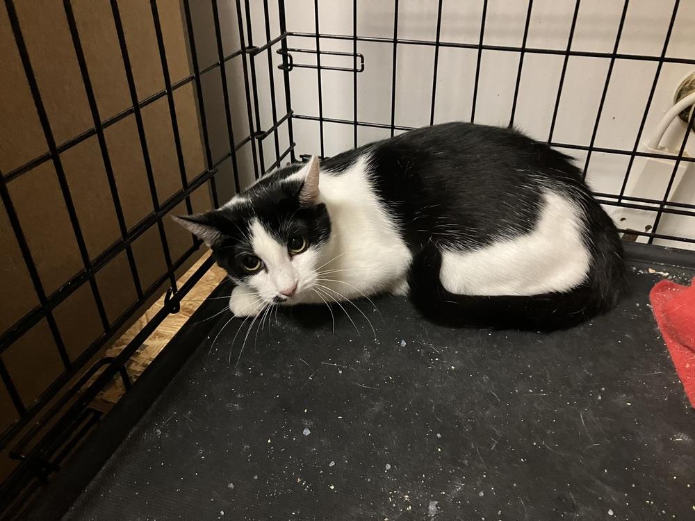 Enlarge Joey LH, a Adoptable Domestic Short Hair in Greenville, SC image 1/2