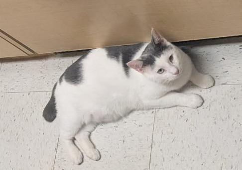 Enlarge Joey LH, a Adoptable Domestic Short Hair in Greenville, SC image 2/2