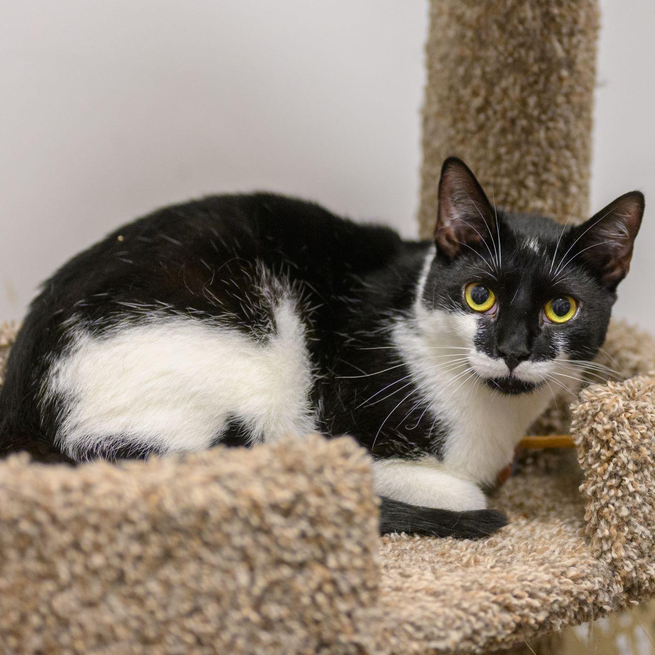 Enlarge STASHE, a Adoptable Domestic Short Hair in Hamilton, NJ image 4/4
