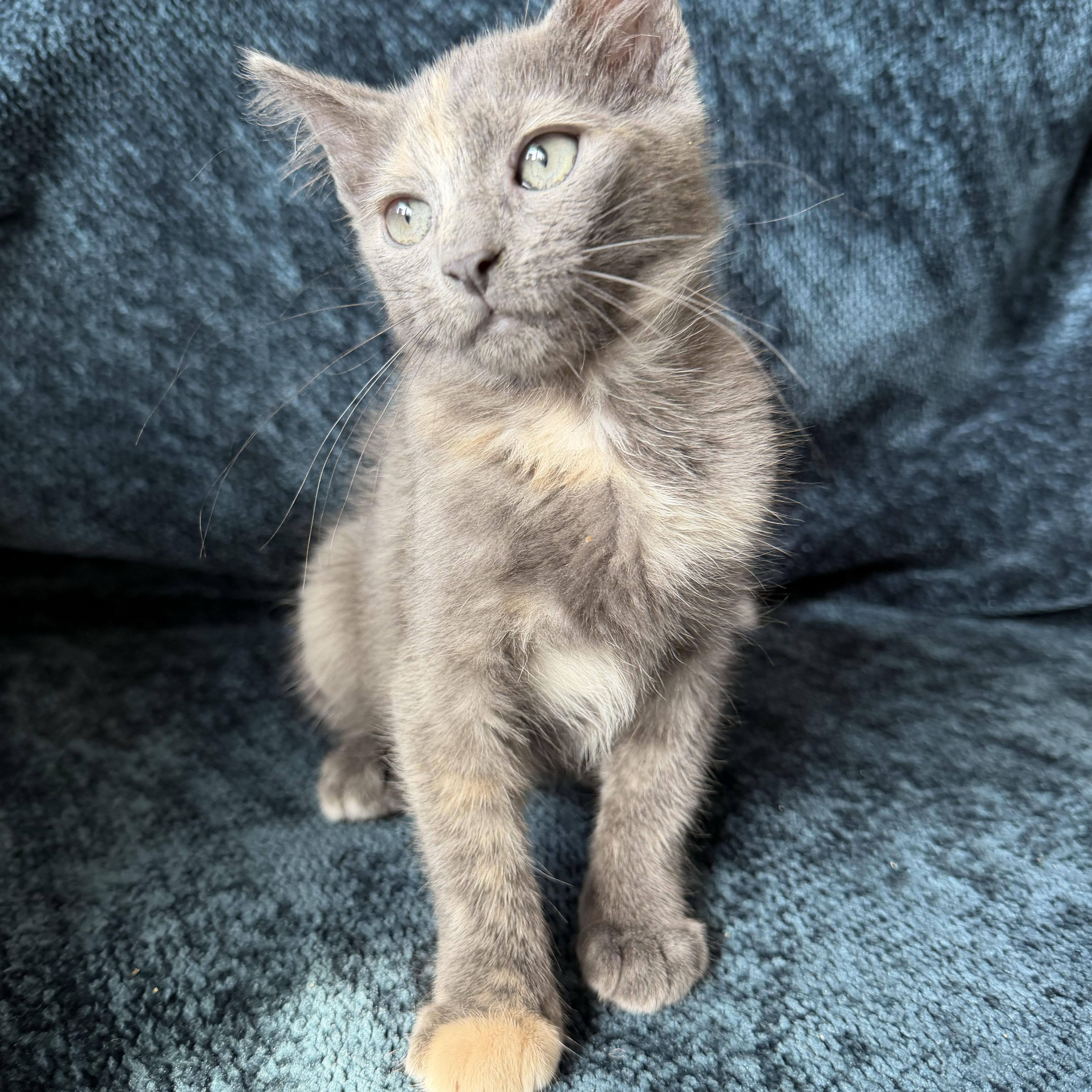 Pinot Grigio, an adopted Domestic Short Hair in BROOKLYN, NY image 3/6
