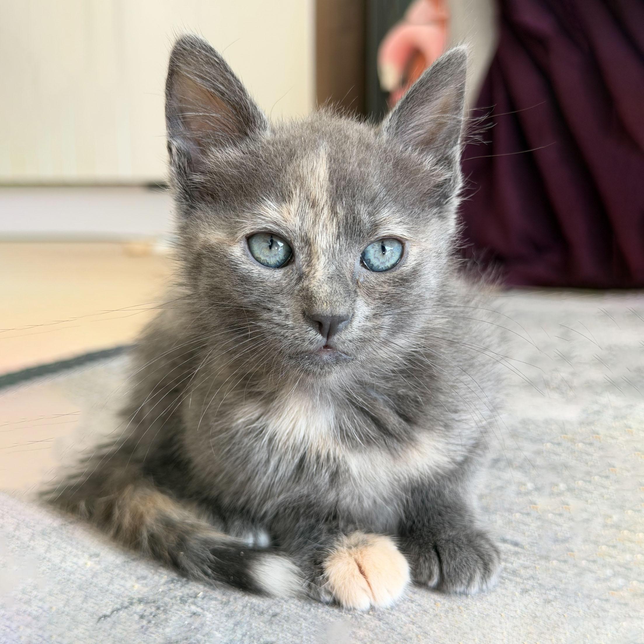 Pinot Grigio, an adopted Domestic Short Hair in BROOKLYN, NY image 1/6