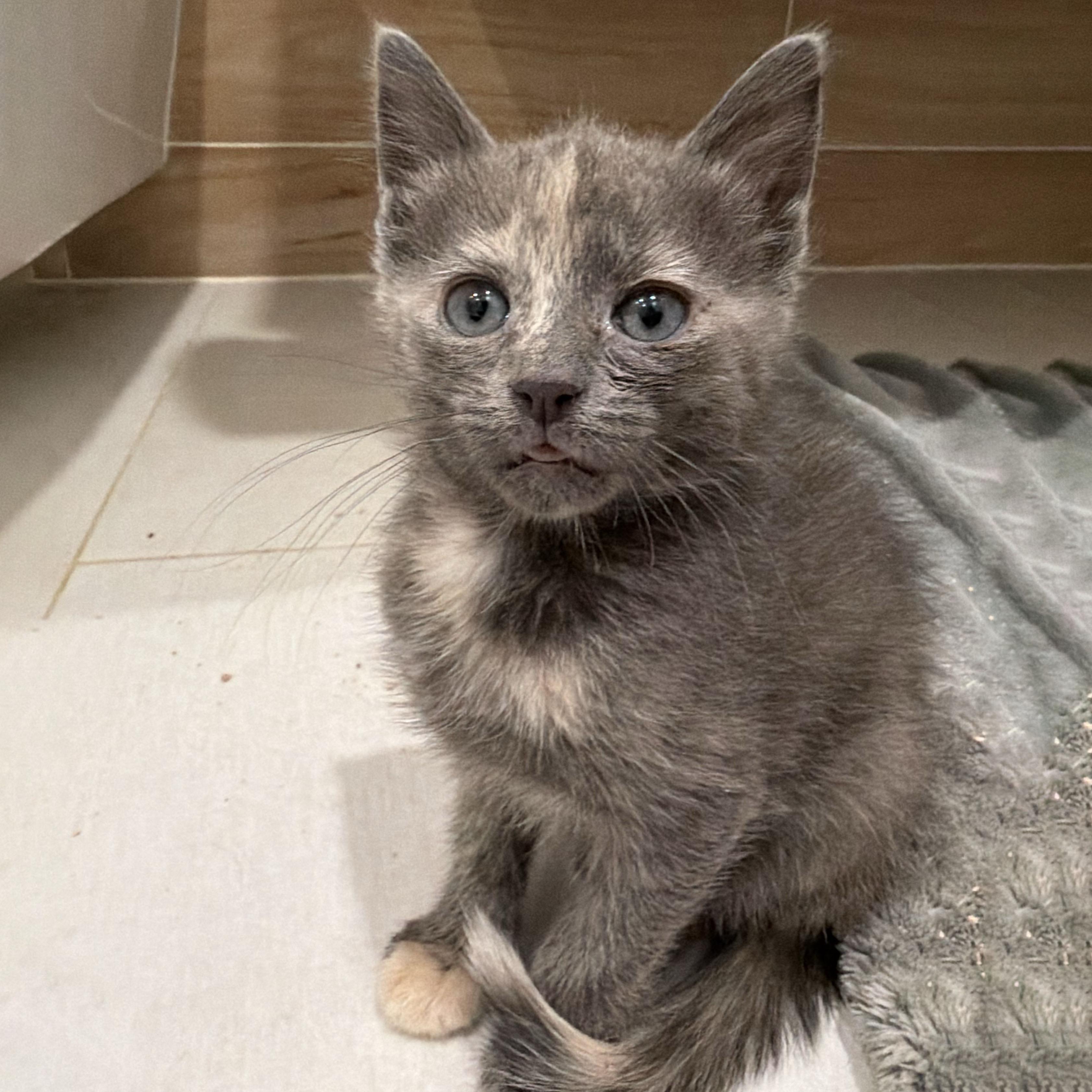 Pinot Grigio, an adopted Domestic Short Hair in BROOKLYN, NY image 2/6