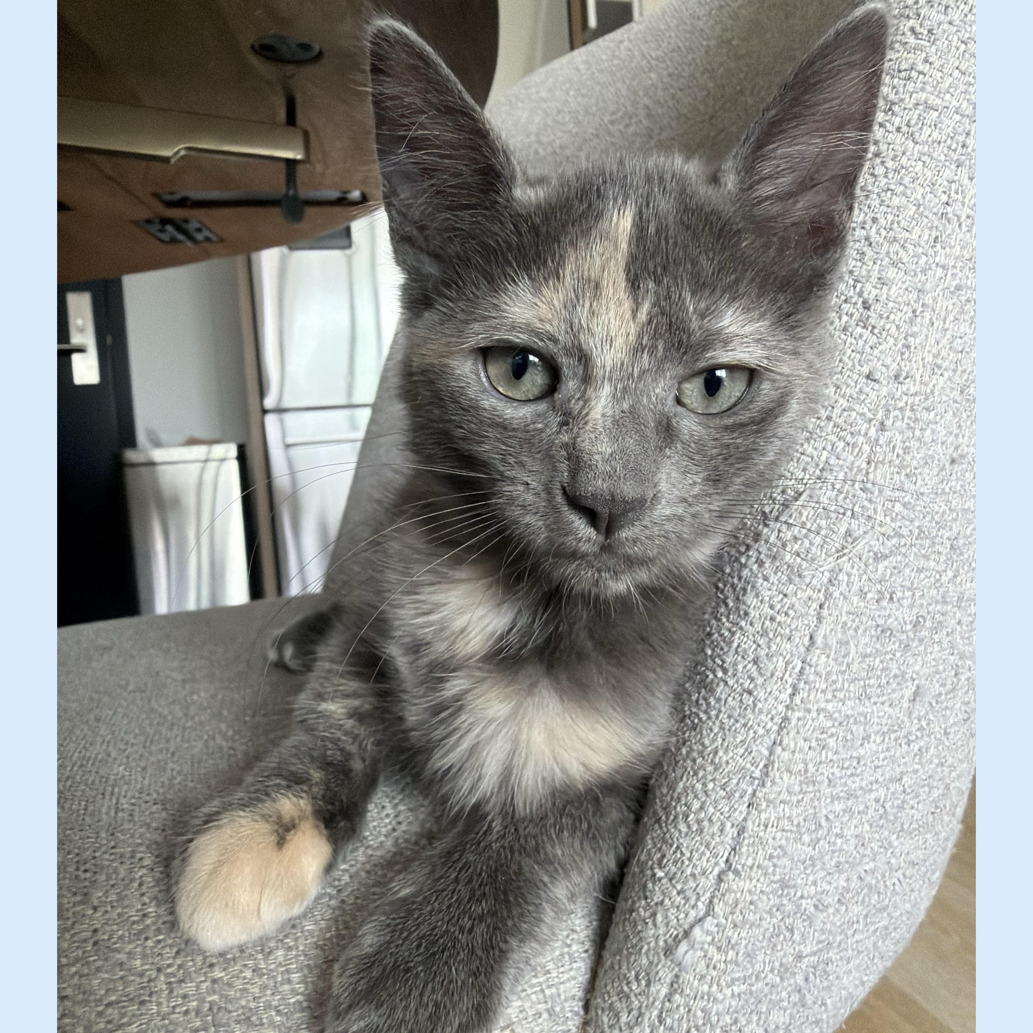 Pinot Grigio, an adopted Domestic Short Hair in BROOKLYN, NY image 6/6