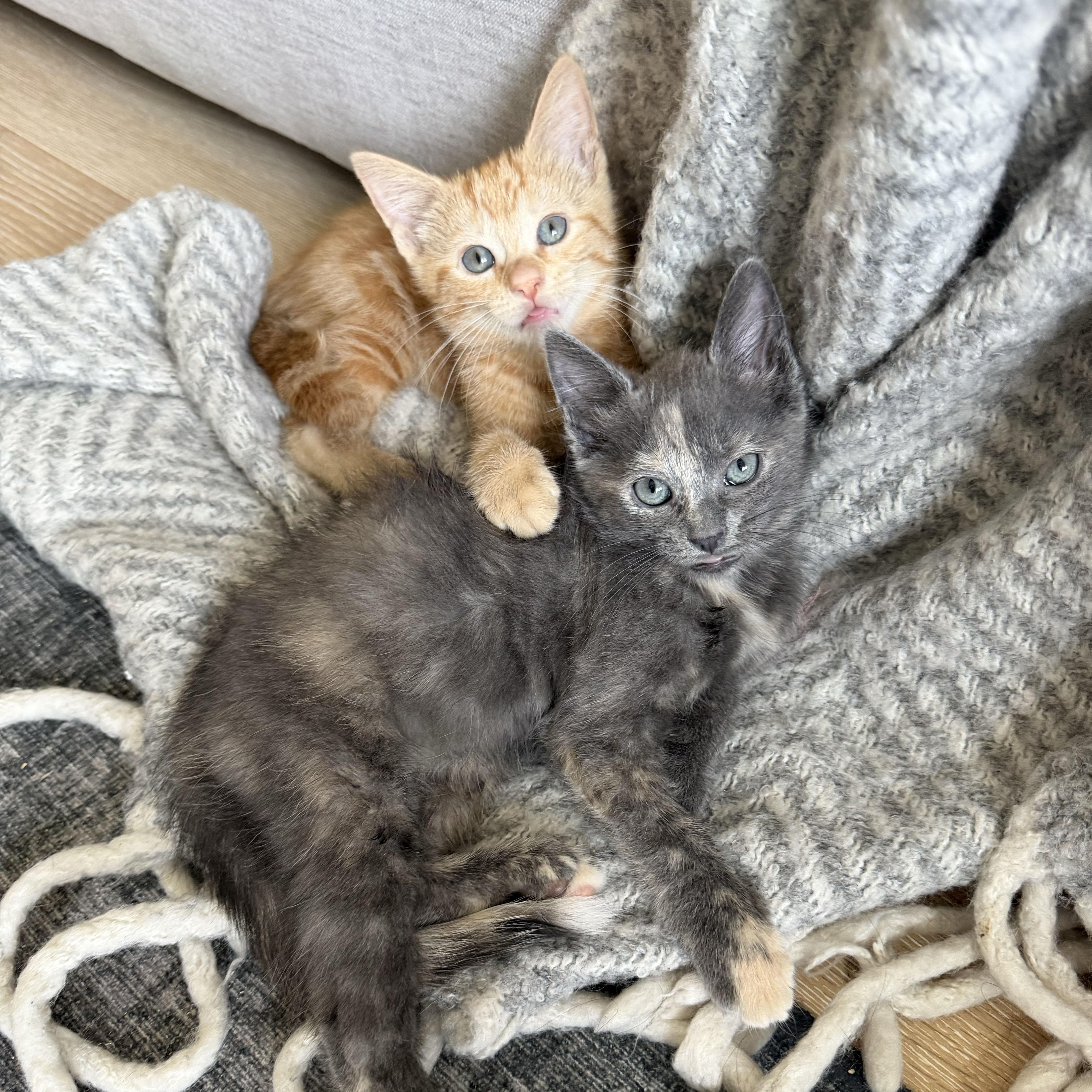 Pinot Grigio, an adopted Domestic Short Hair in BROOKLYN, NY image 4/6