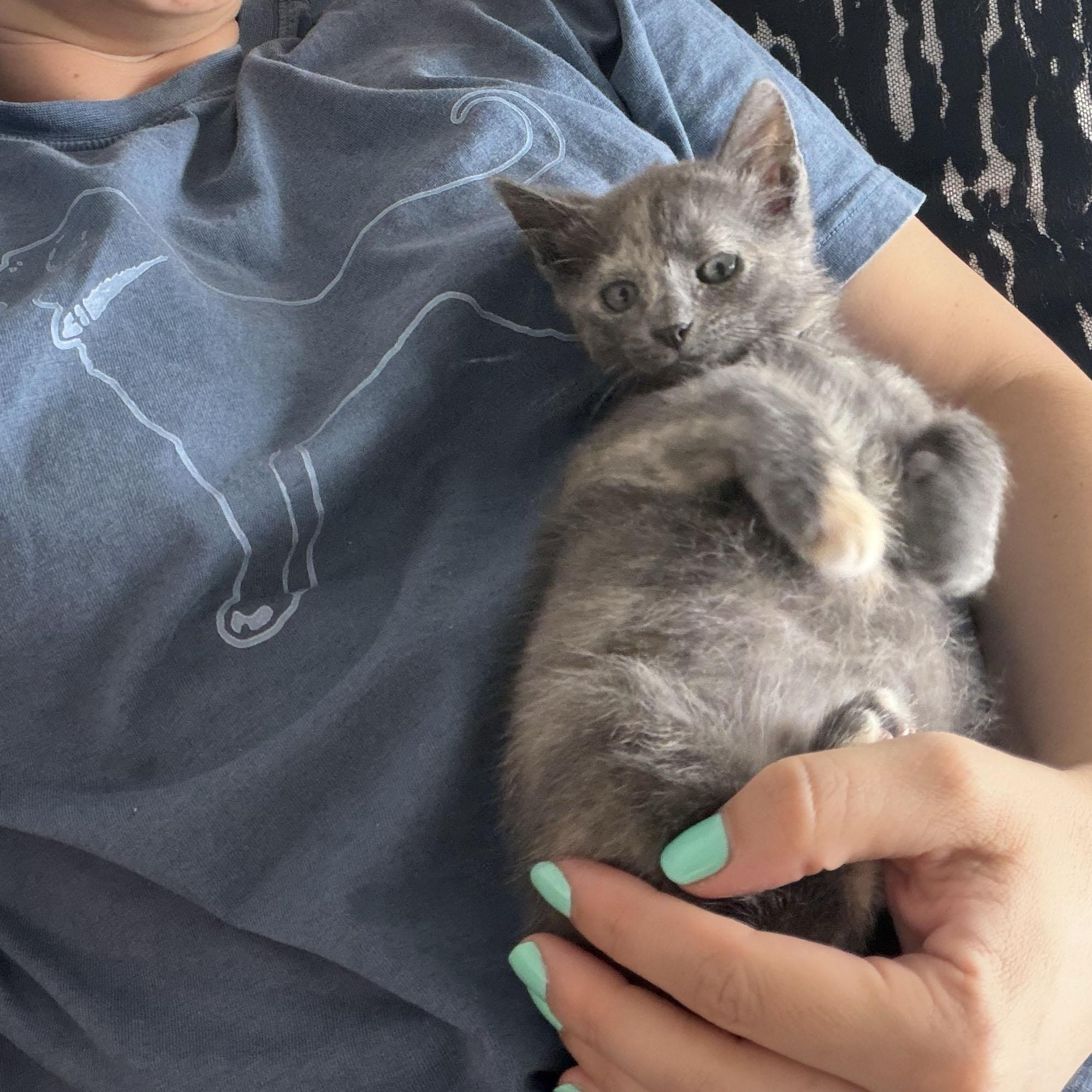 Pinot Grigio, an adopted Domestic Short Hair in BROOKLYN, NY image 5/6