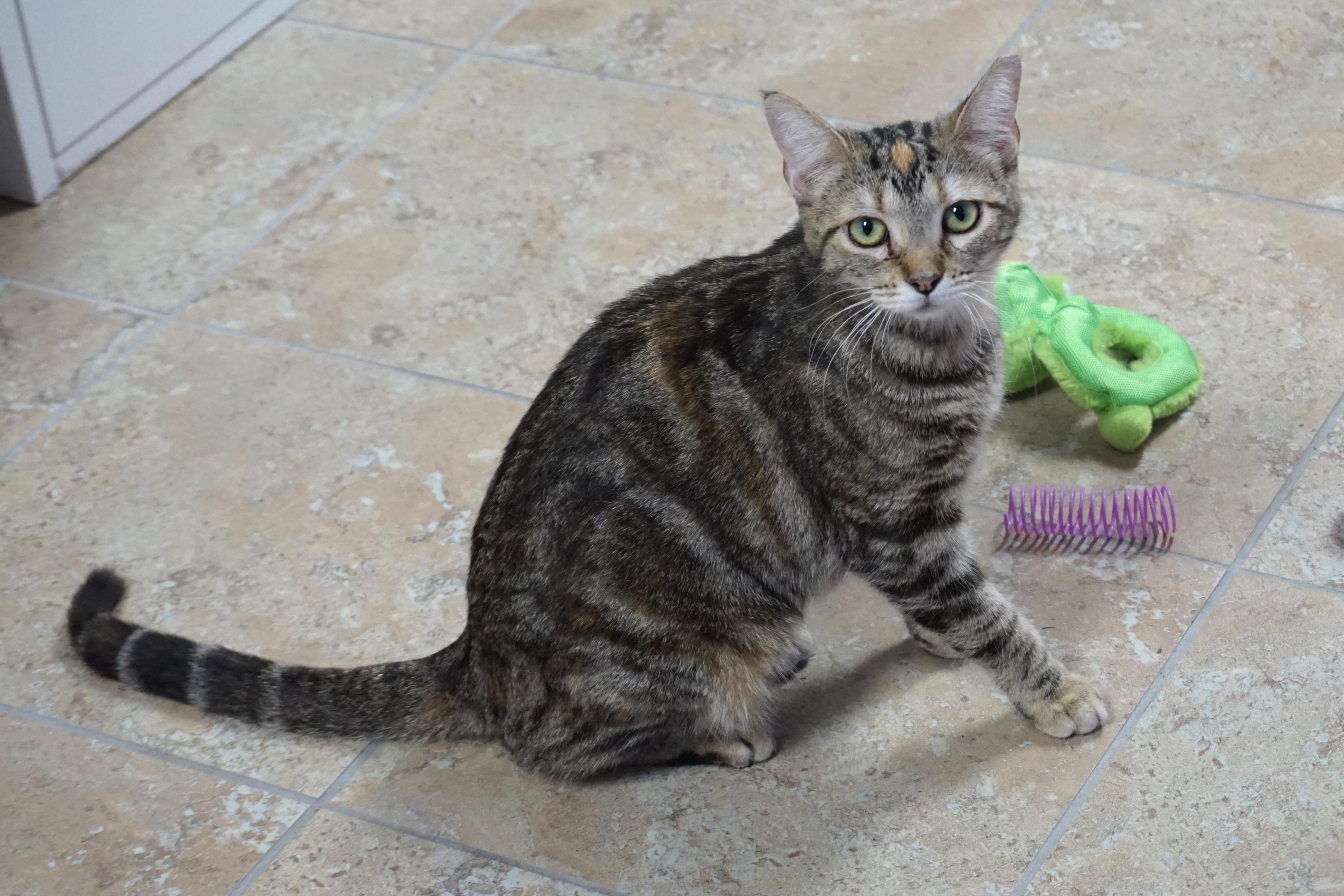 Enlarge Anja, a ADOPTABLE Domestic Short Hair in Fountain Hills, AZ image 1/4