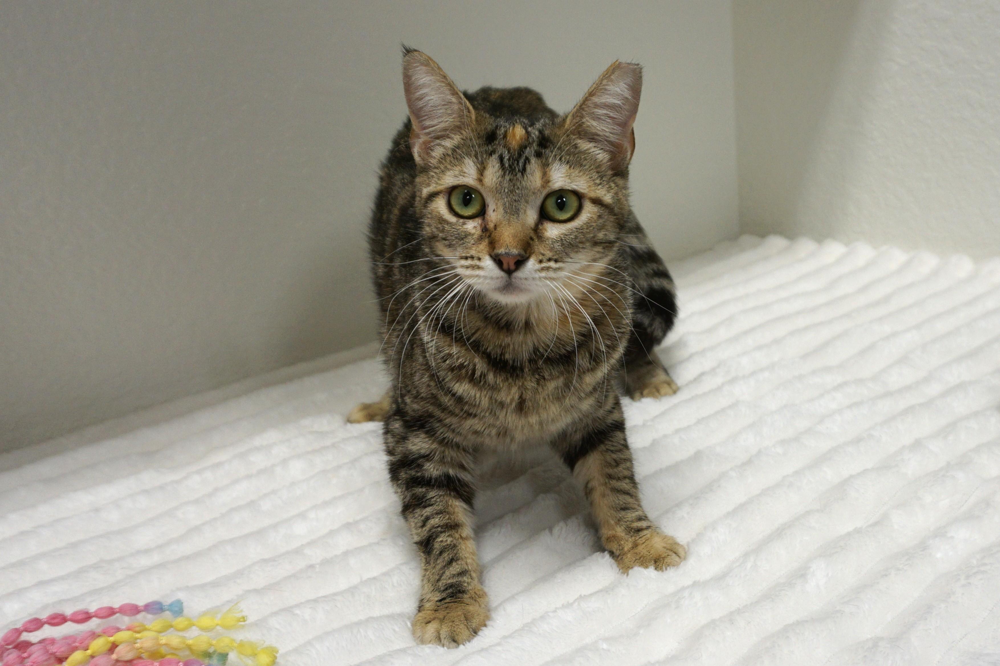 Enlarge Anja, a ADOPTABLE Domestic Short Hair in Fountain Hills, AZ image 3/4