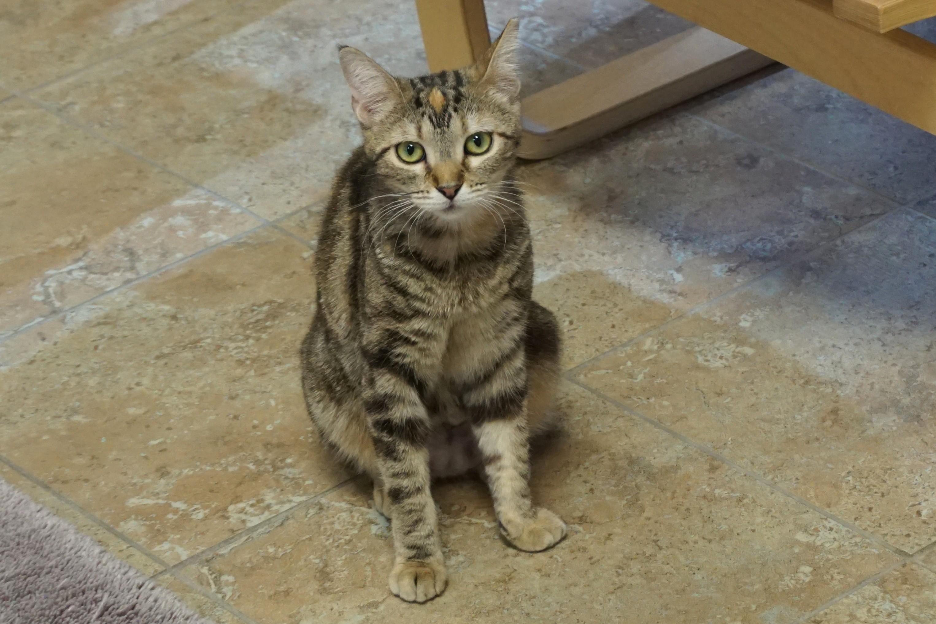 Enlarge Anja, an adoptable Domestic Short Hair in Fountain Hills, AZ image 2/5