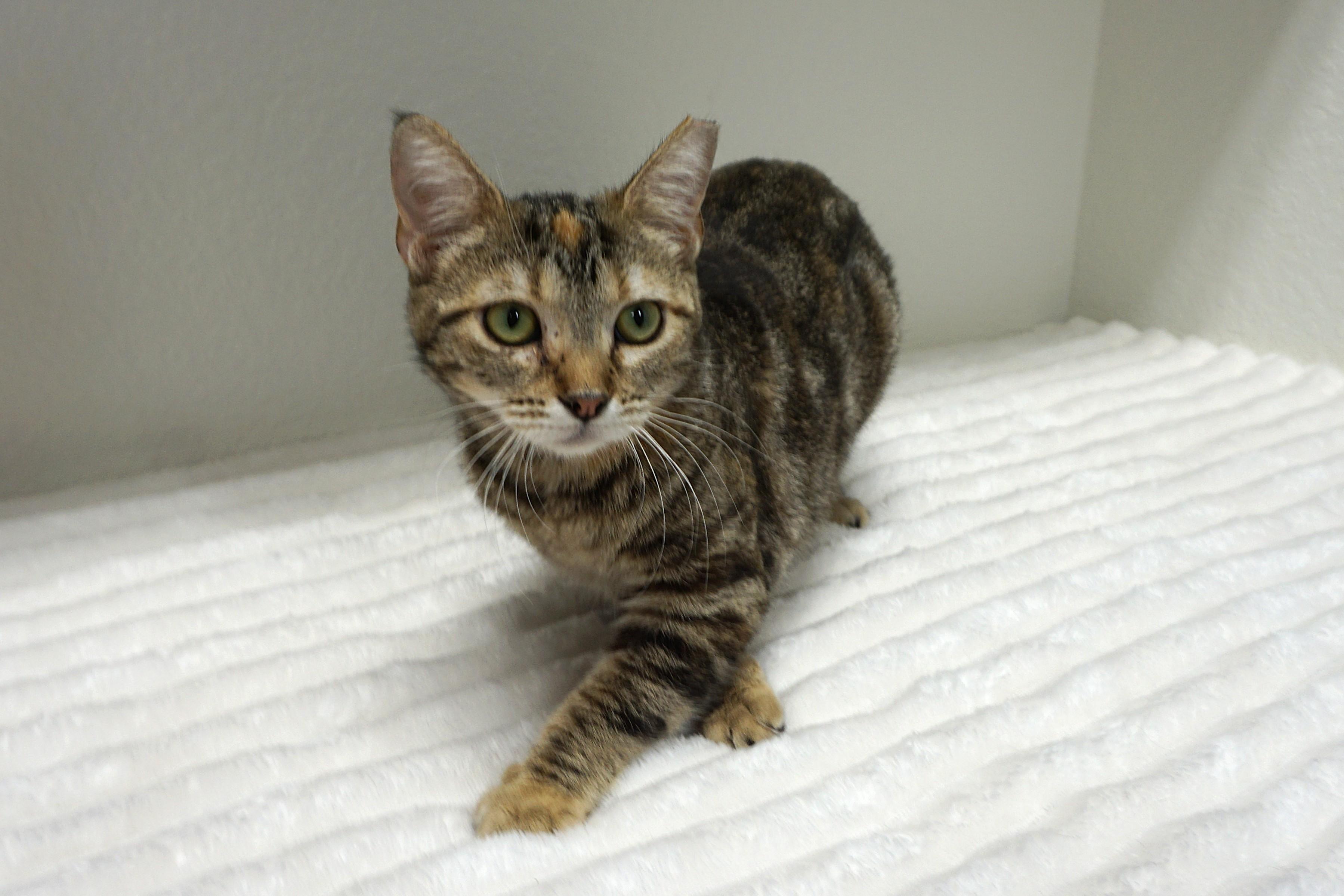 Enlarge Anja, a ADOPTABLE Domestic Short Hair in Fountain Hills, AZ image 4/4