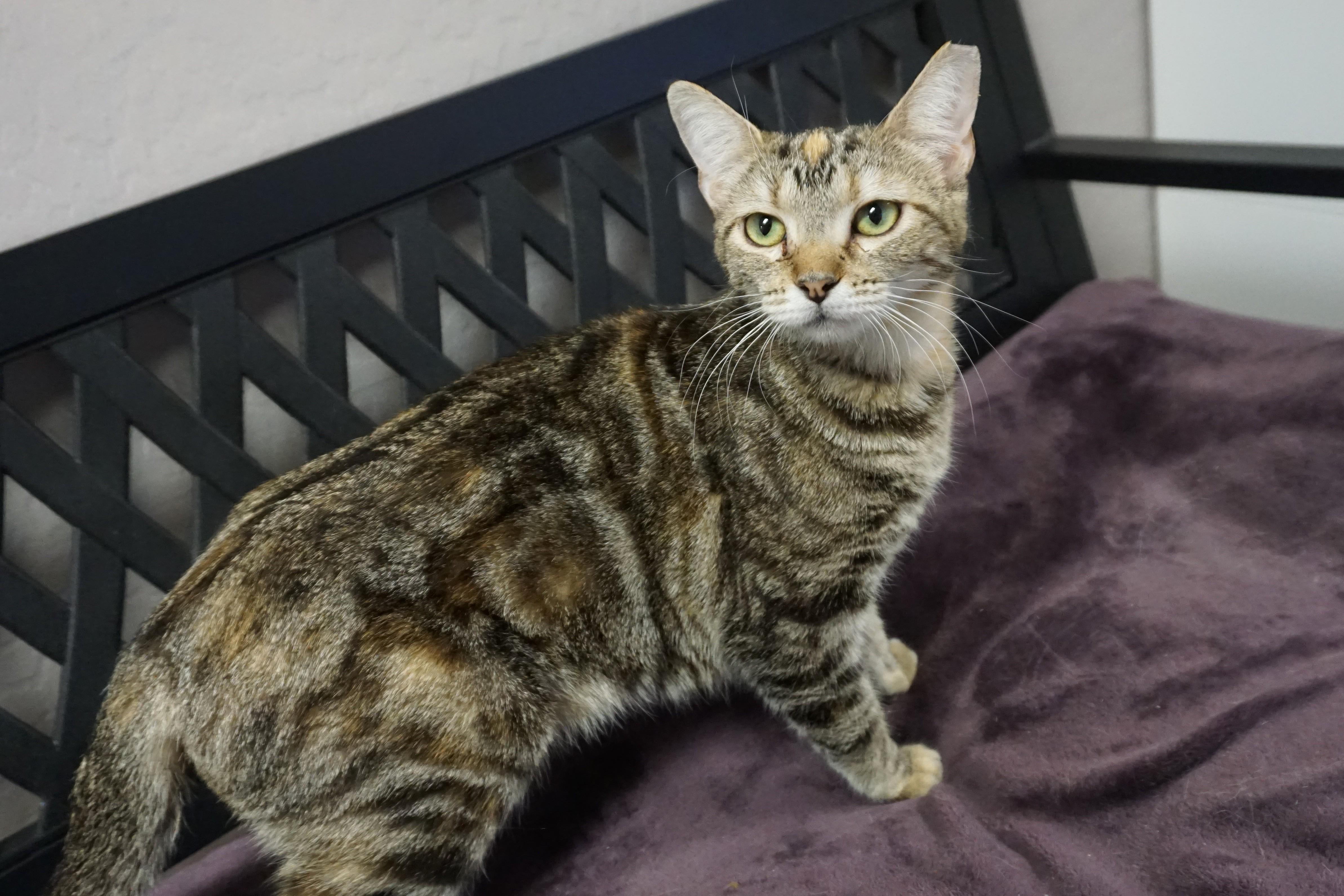 Enlarge Anja, a ADOPTABLE Domestic Short Hair in Fountain Hills, AZ image 2/4