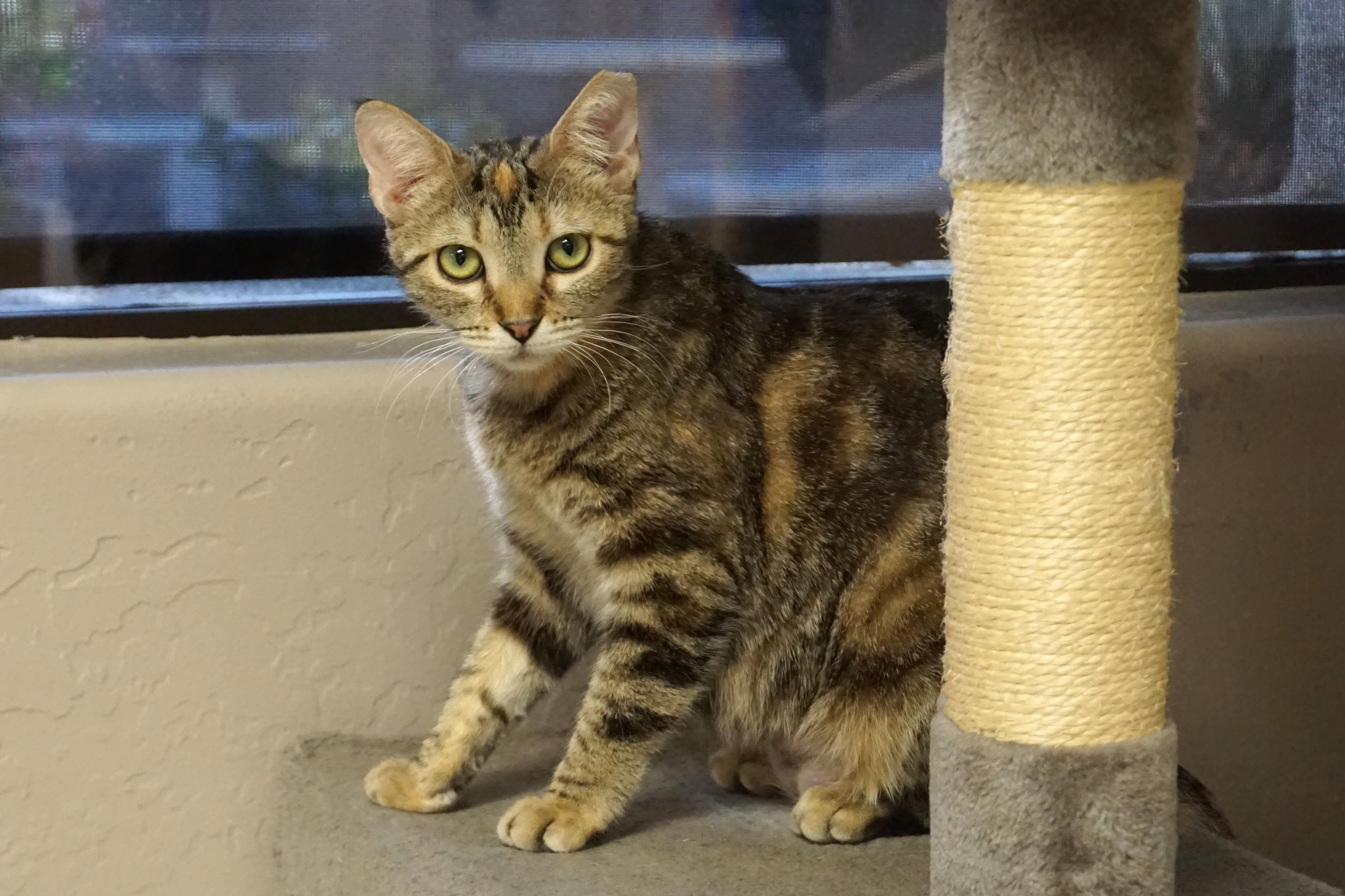 Anja, adoptable, Adult Female Domestic Short Hair.