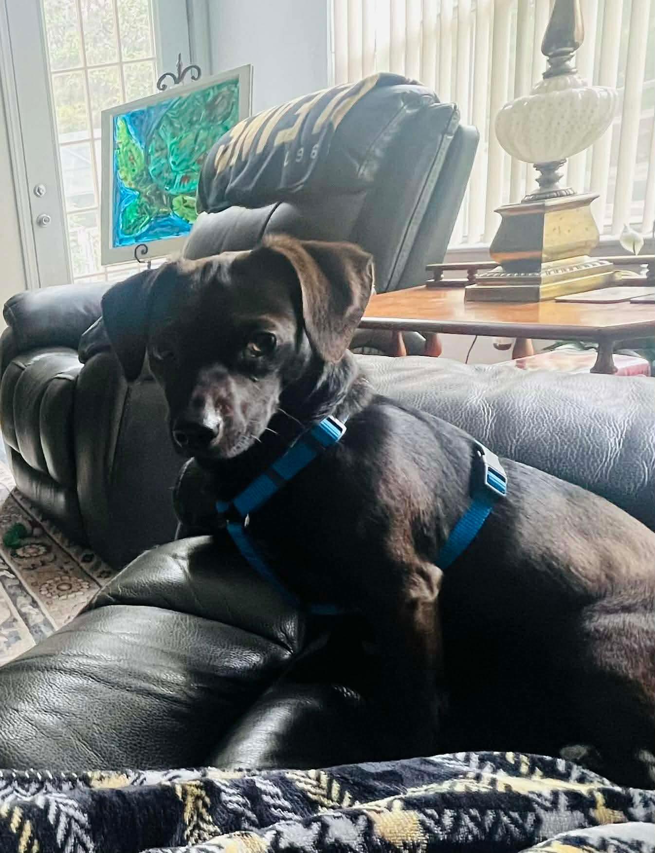 Enlarge Forrest, a ADOPTABLE mixed breed in Milton, FL image 3/6