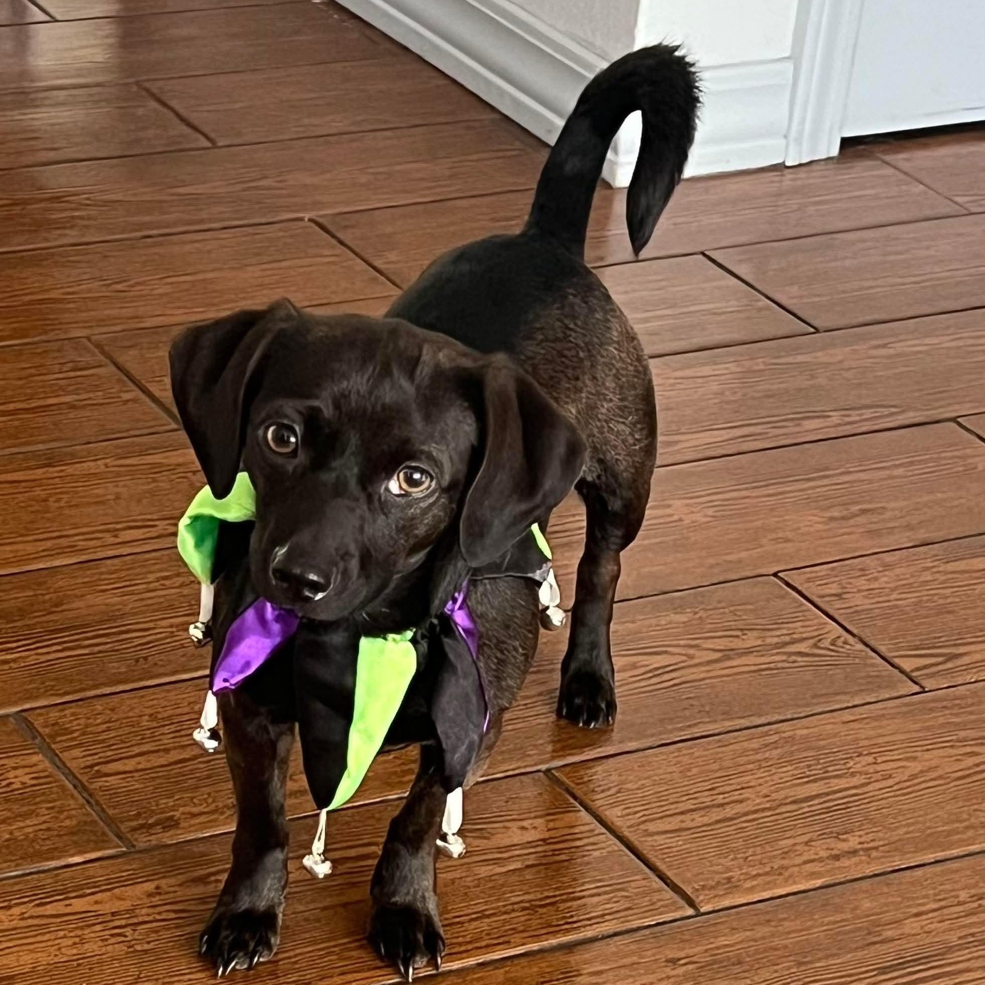Enlarge Forrest, a ADOPTABLE mixed breed in Milton, FL image 1/6