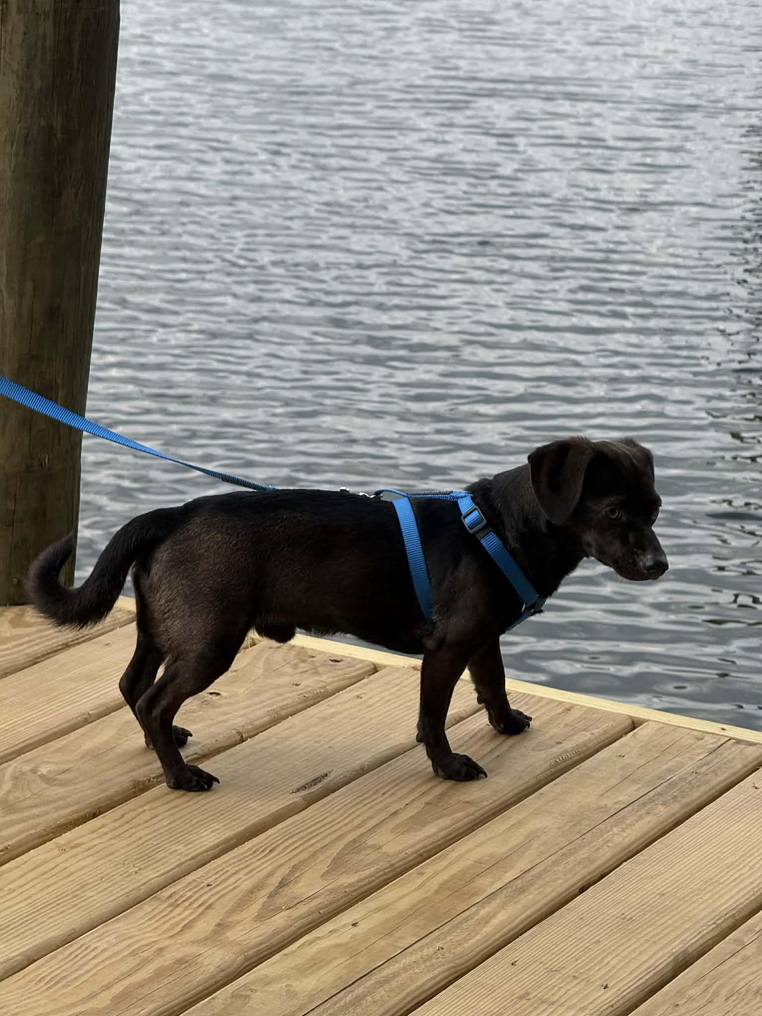 Enlarge Forrest, a ADOPTABLE mixed breed in Milton, FL image 4/6