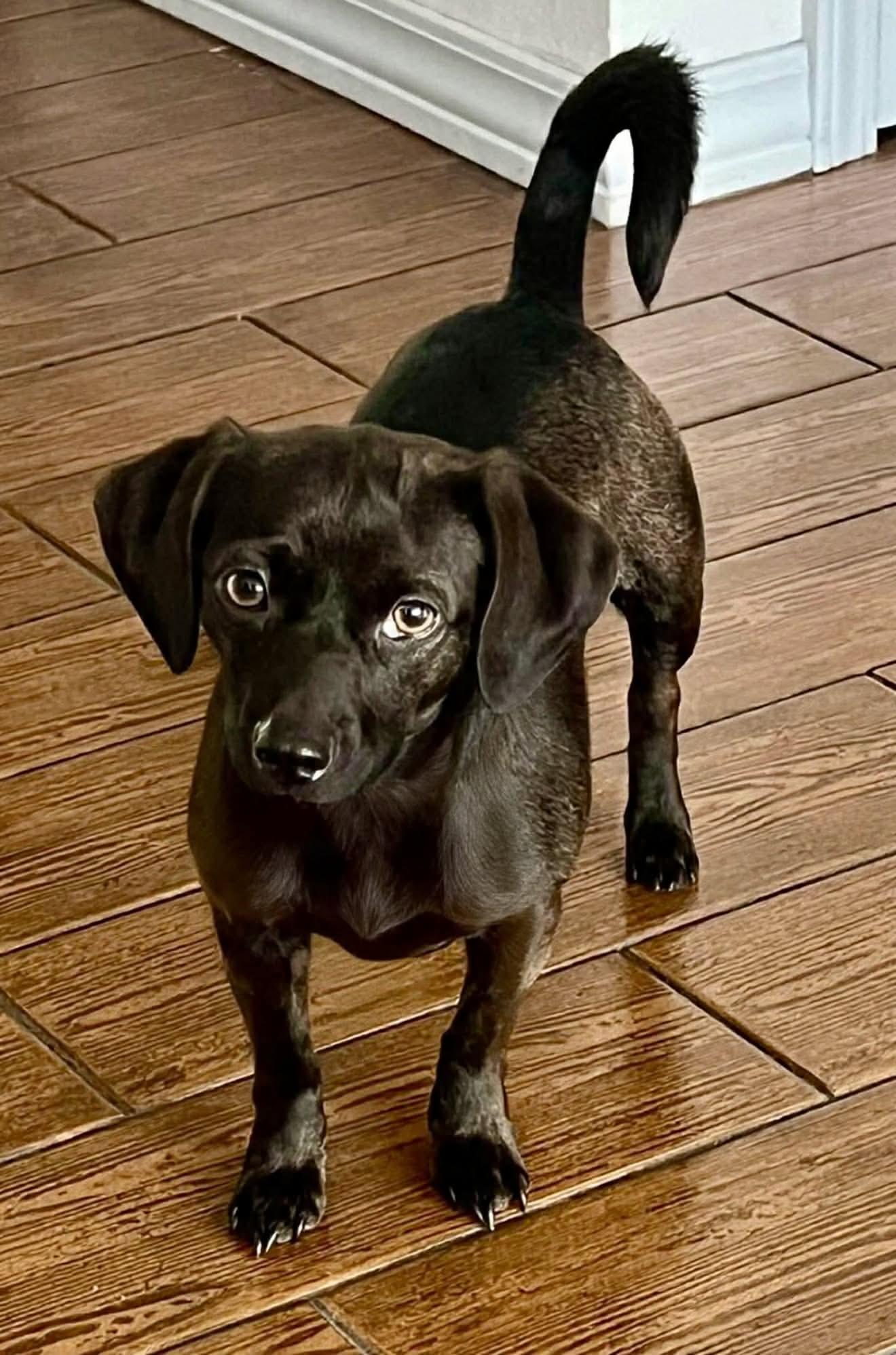 Forrest, ADOPTABLE, Adult Male Dachshund.