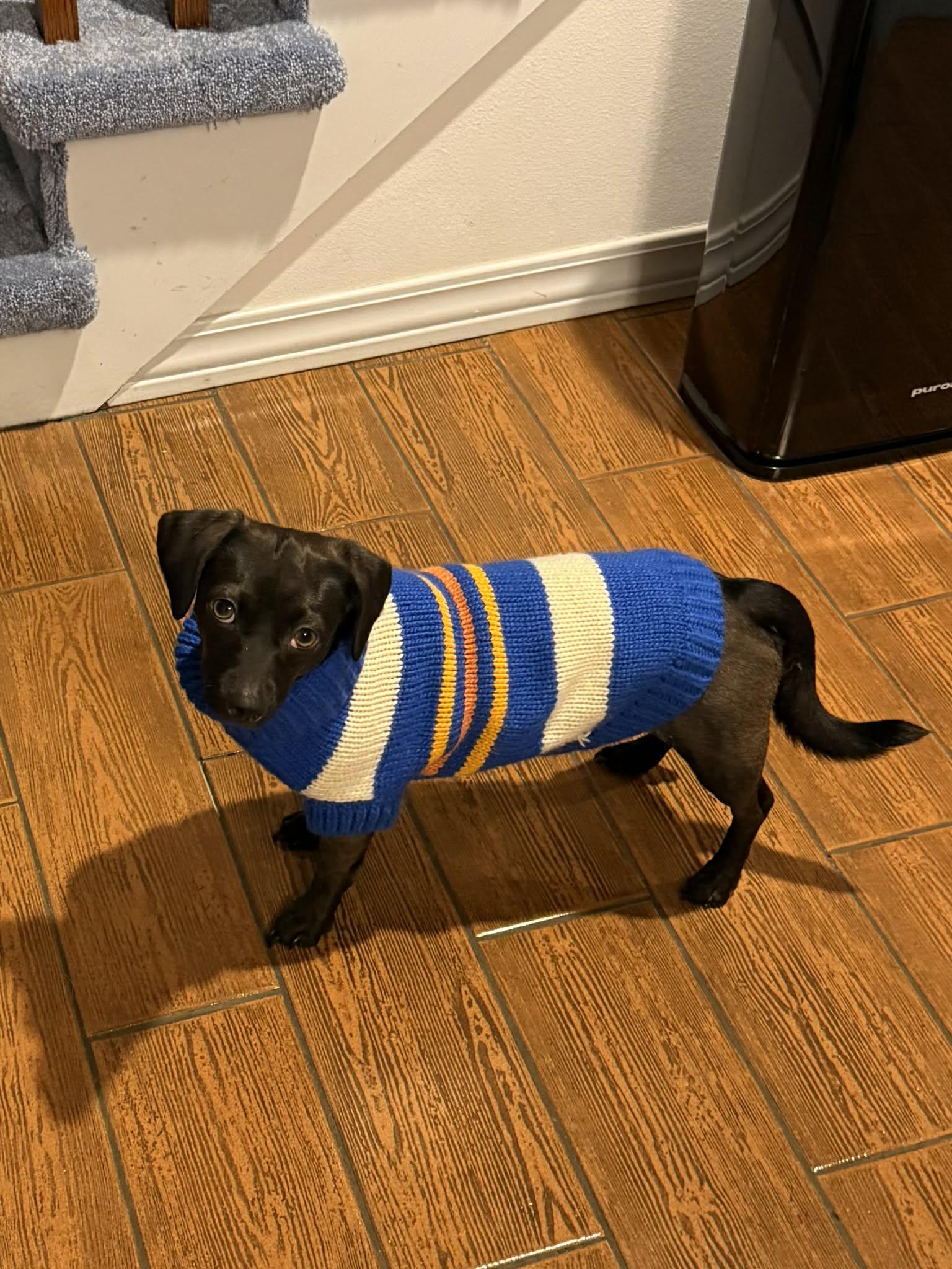 Enlarge Forrest, a ADOPTABLE mixed breed in Milton, FL image 6/6