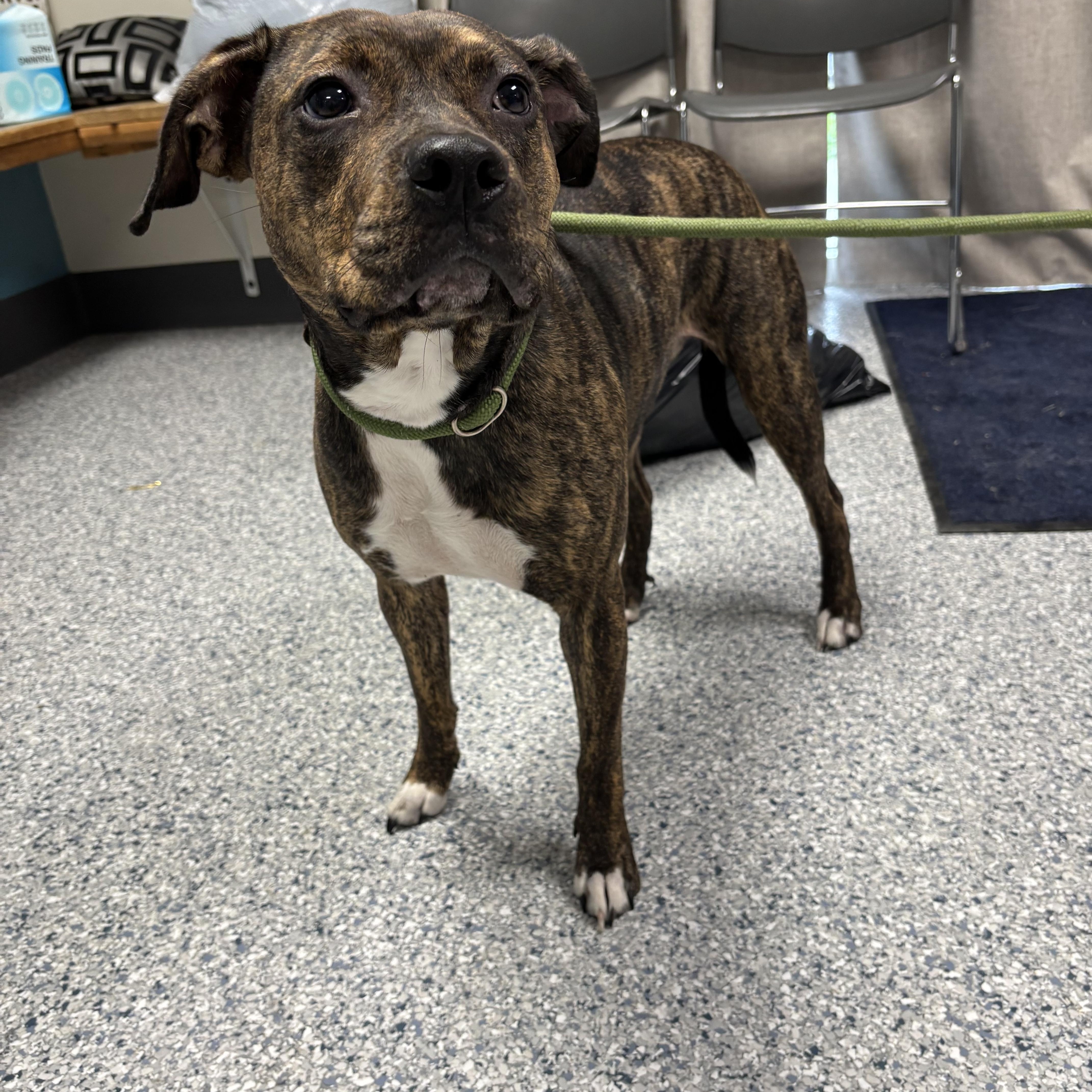 Meadow, ADOPTABLE, Adult Female Pit Bull Terrier.