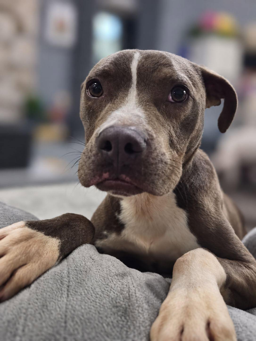 Enlarge Silas Sam, a Adoptable mixed breed in Racine, WI image 3/3