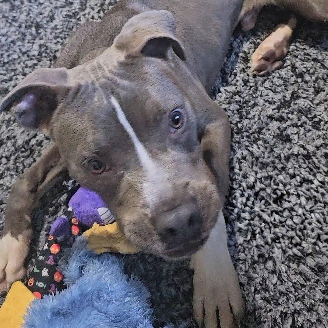 Enlarge Silas Sam, a Adoptable mixed breed in Racine, WI image 2/3