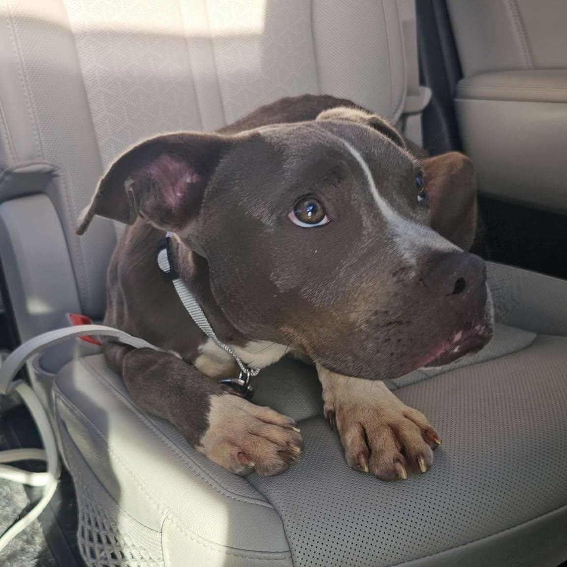Enlarge Silas Sam, a Adoptable mixed breed in Racine, WI image 1/3