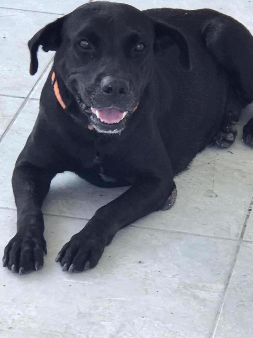 Enlarge LETTY, a Adoptable Labrador Retriever in Rincon, PR image 2/8
