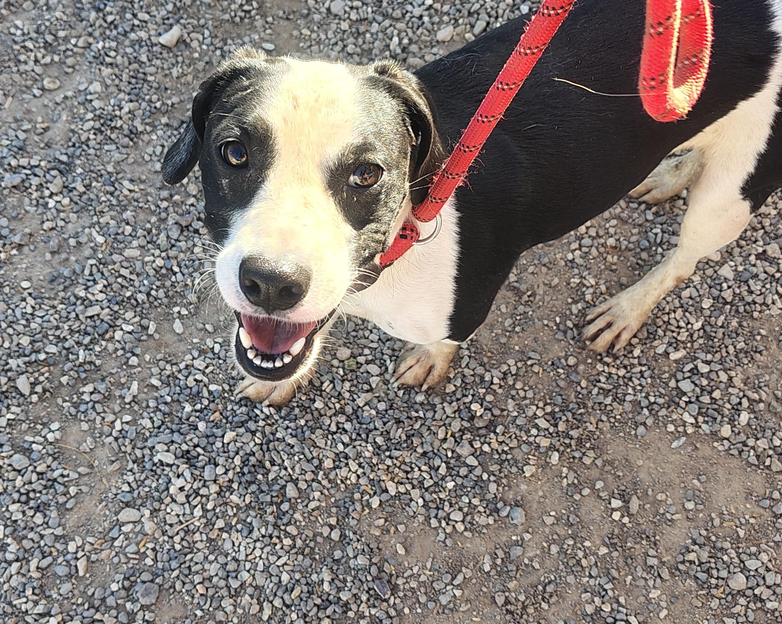 Enlarge Axel Rose, a Adoptable mixed breed in Parker, AZ image 2/3