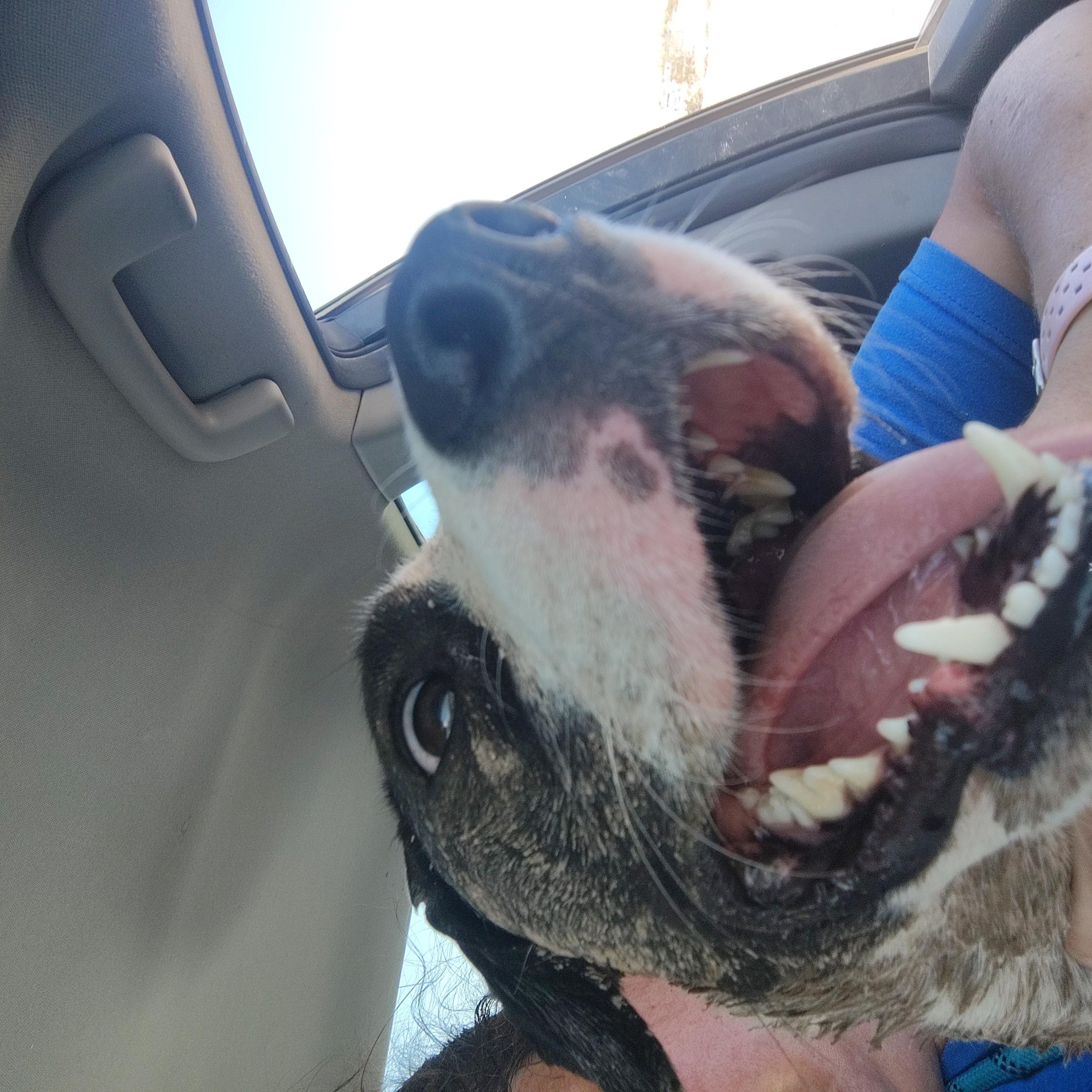 Enlarge Axel Rose, a Adoptable mixed breed in Parker, AZ image 3/3