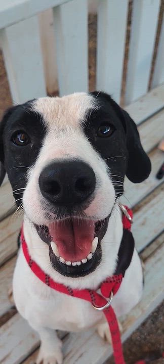 Enlarge Axel Rose, a Adoptable mixed breed in Parker, AZ video 1/3