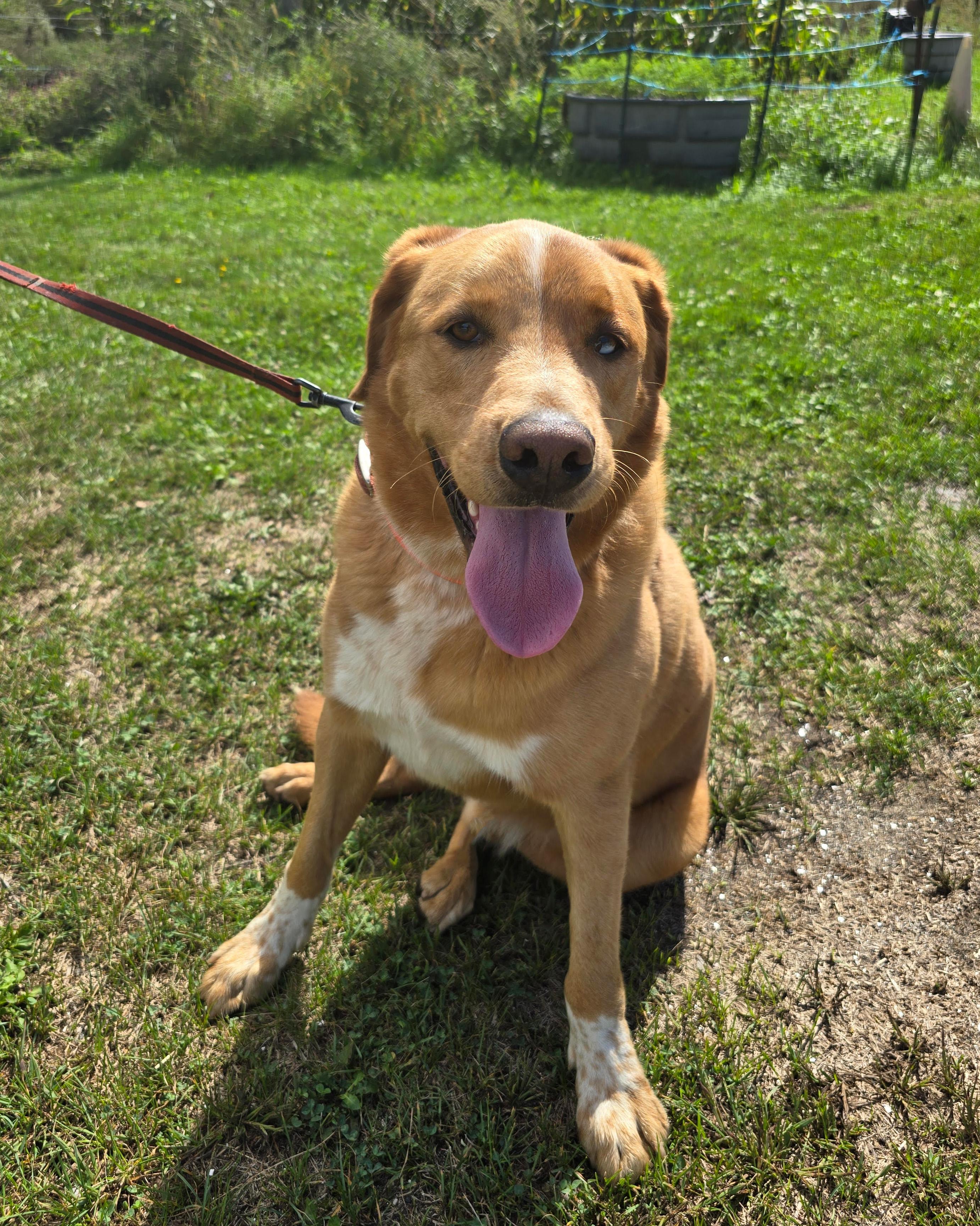 Waylon, Adoptable, Adult Male Golden Retriever & Yellow Labrador Retriever.