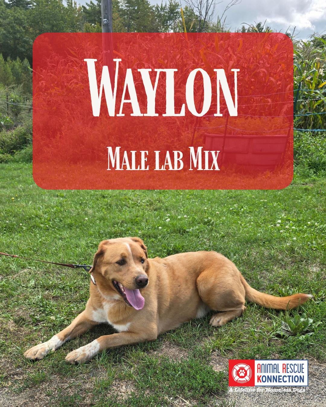 Waylon thumbnail 5
