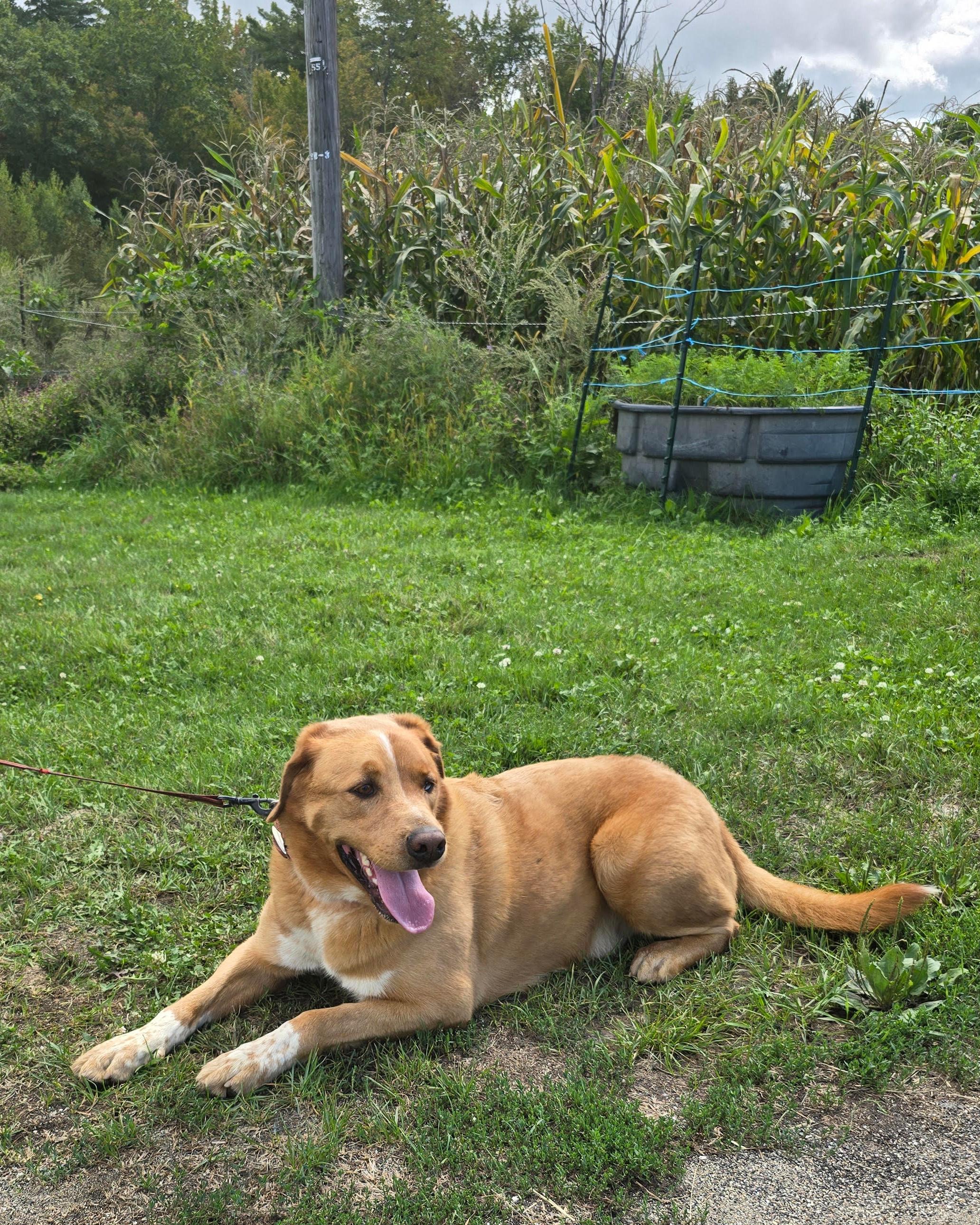 Enlarge Waylon, a Adoptable mixed breed in Chichester, NH image 3/5