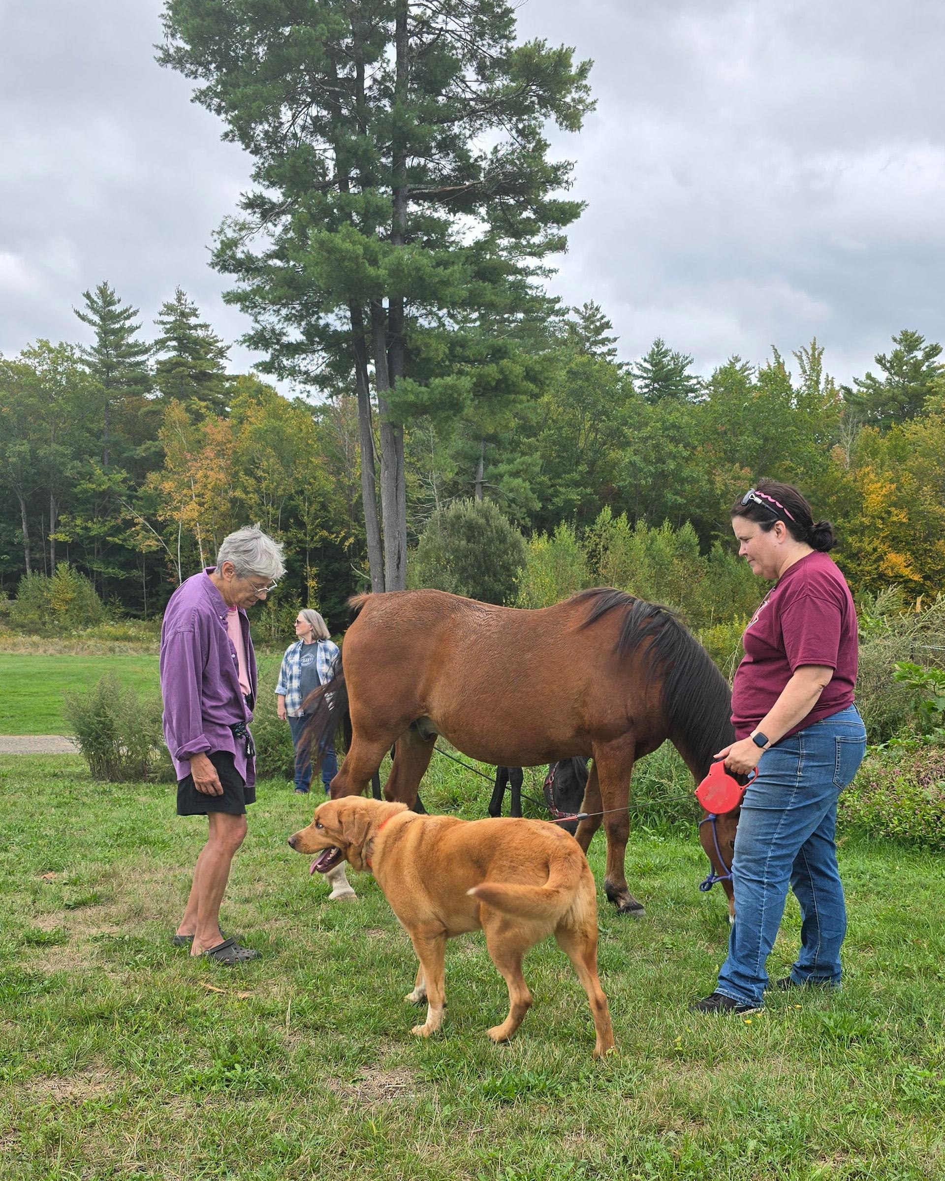 Enlarge Waylon, a Adoptable mixed breed in Chichester, NH image 2/5